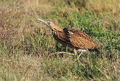 American Bittern